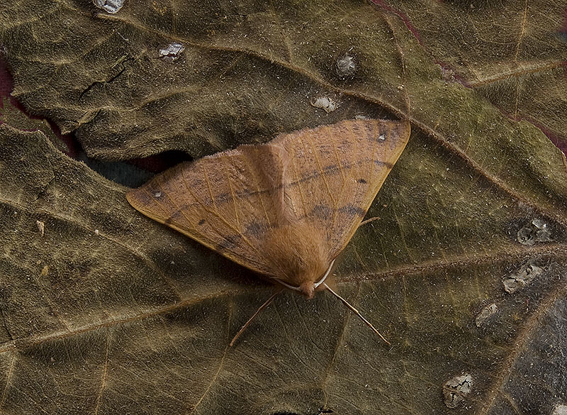 Colotois pennaria Geometridae
